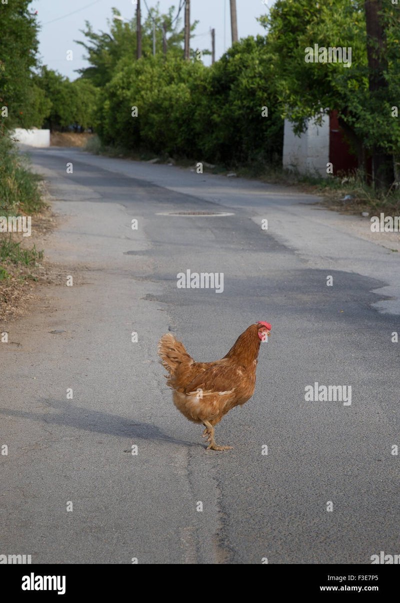 Conoce las Reglas del Éxito en Chicken Road Online Oficial en España Conoce las Reglas del Éxito en Chicken Road Online Oficial en España